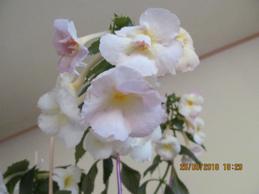  - Yellow English Rose