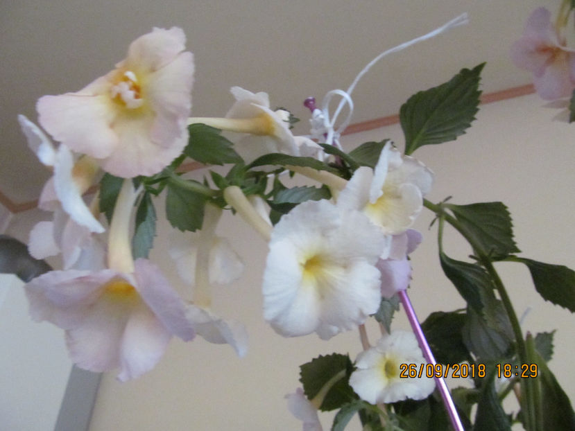 - Yellow English Rose