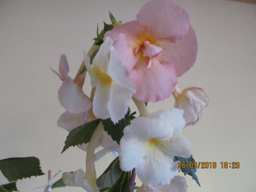  - Yellow English Rose