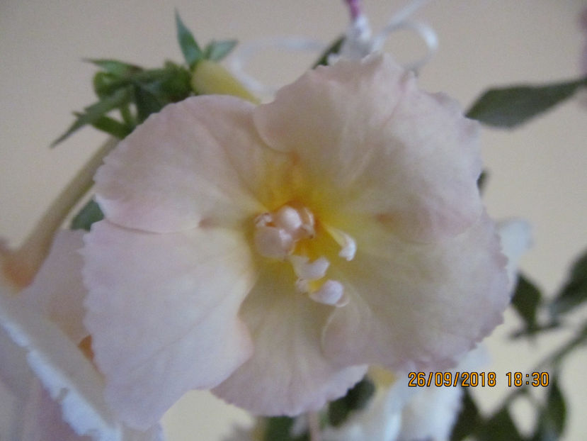  - Yellow English Rose
