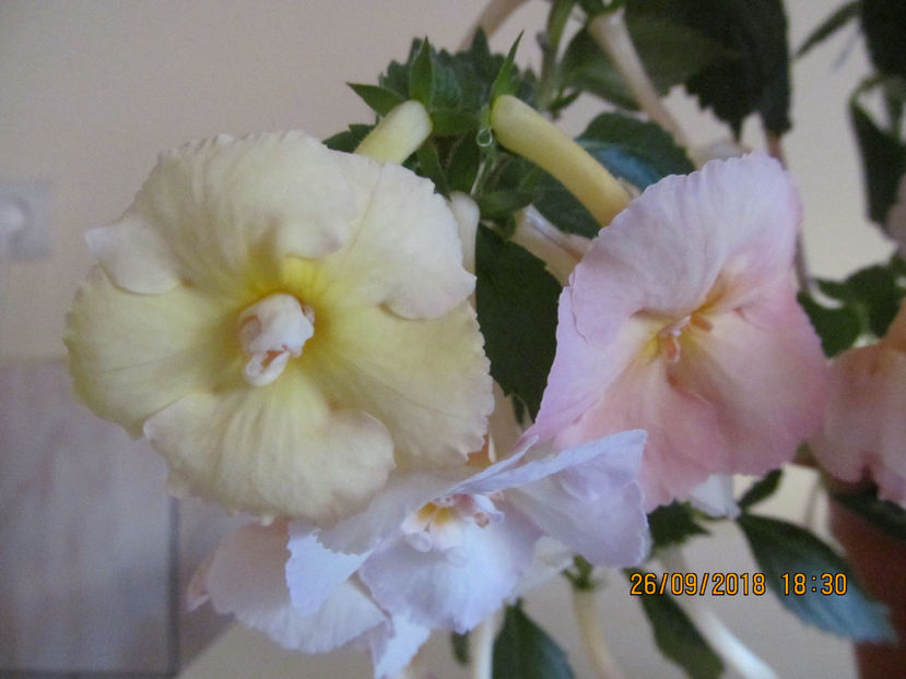  - Yellow English Rose