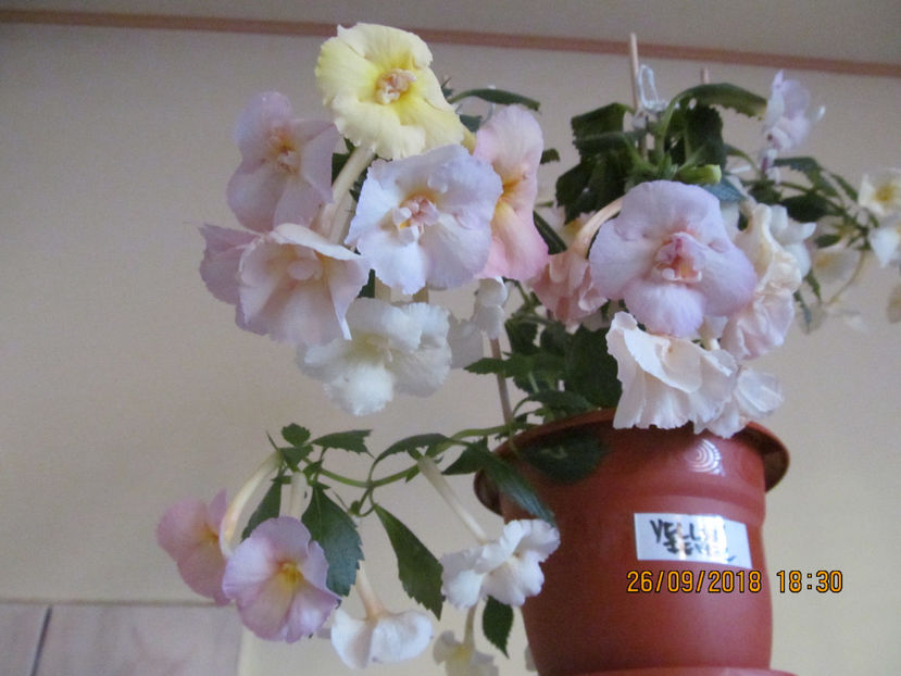  - Yellow English Rose