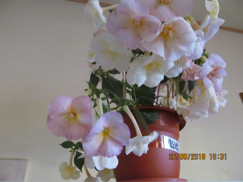  - Yellow English Rose
