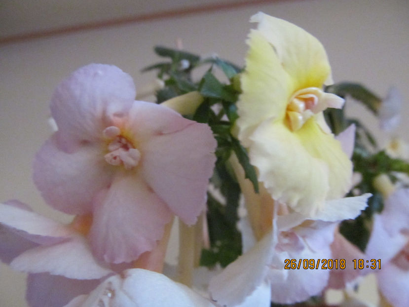  - Yellow English Rose