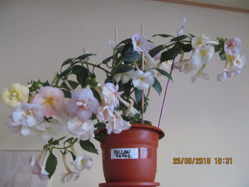  - Yellow English Rose