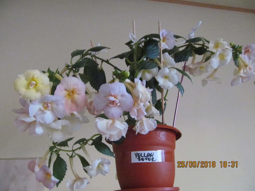  - Yellow English Rose