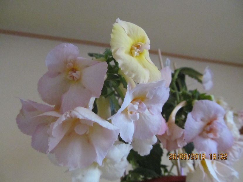  - Yellow English Rose