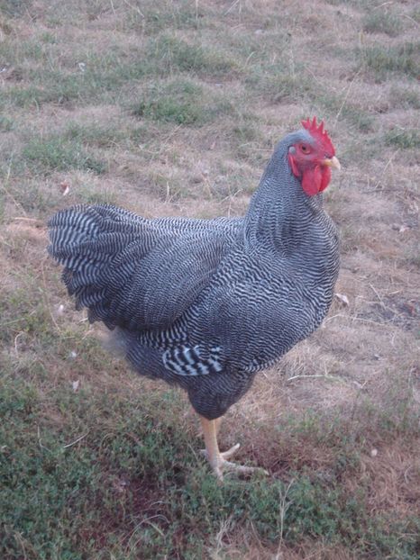  - PLYMOUTH ROCK BARAT 2018 - 2019