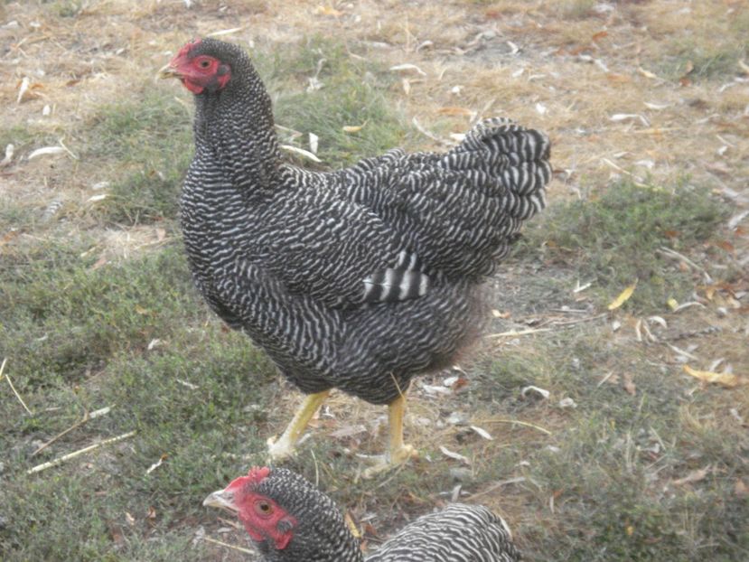  - PLYMOUTH ROCK BARAT 2018 - 2019