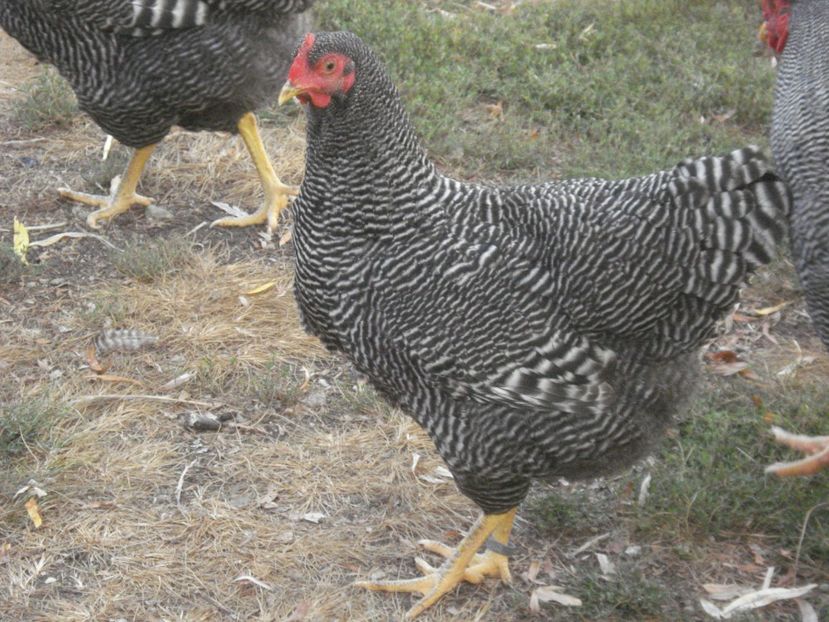  - PLYMOUTH ROCK BARAT 2018 - 2019