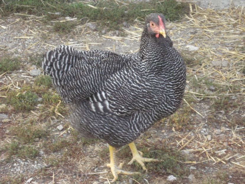  - PLYMOUTH ROCK BARAT 2018 - 2019