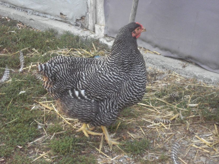  - PLYMOUTH ROCK BARAT 2018 - 2019