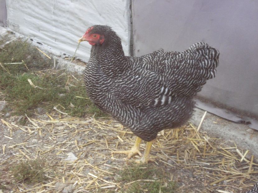  - PLYMOUTH ROCK BARAT 2018 - 2019