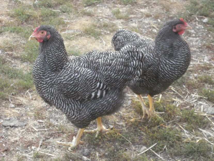  - PLYMOUTH ROCK BARAT 2018 - 2019