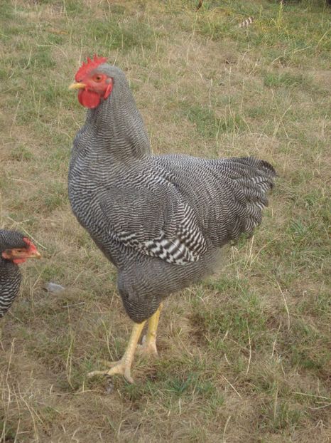  - PLYMOUTH ROCK BARAT 2018 - 2019