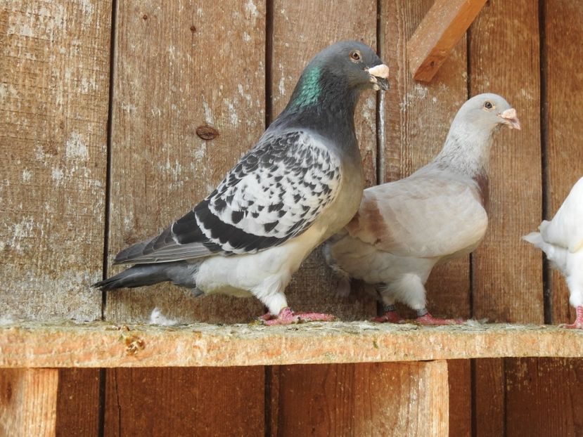  - VOIAJORI STANDARD MATCA