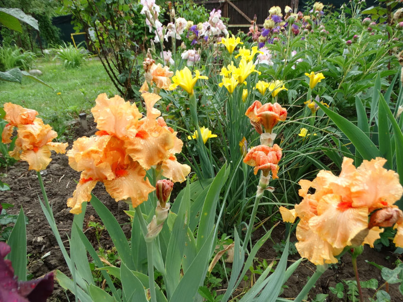  - d- irisi germanicus 2018