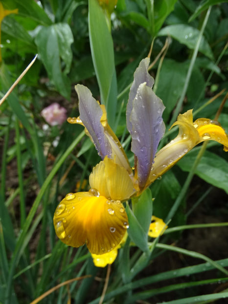  - d- irisi germanicus 2018