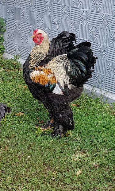  - a__Pui si tineret brahma 2018