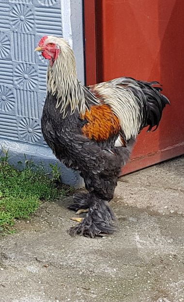  - a__Pui si tineret brahma 2018