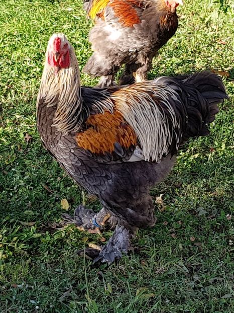  - a__Pui si tineret brahma 2018