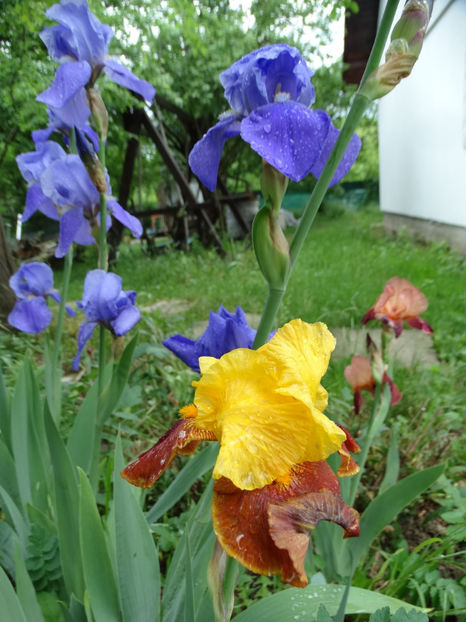  - d- irisi germanicus 2018