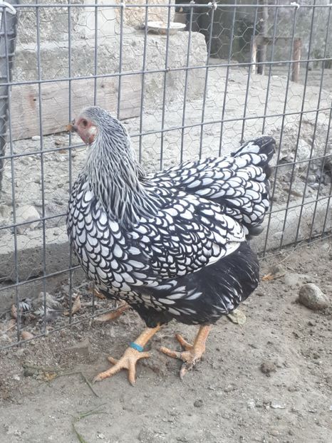  - Wyandotte argintiu