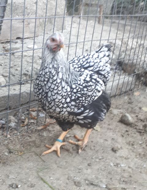  - Wyandotte argintiu