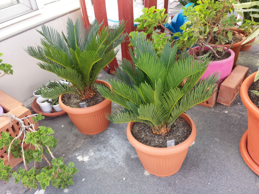  - Cycas Revoluta - 2018 - 2019