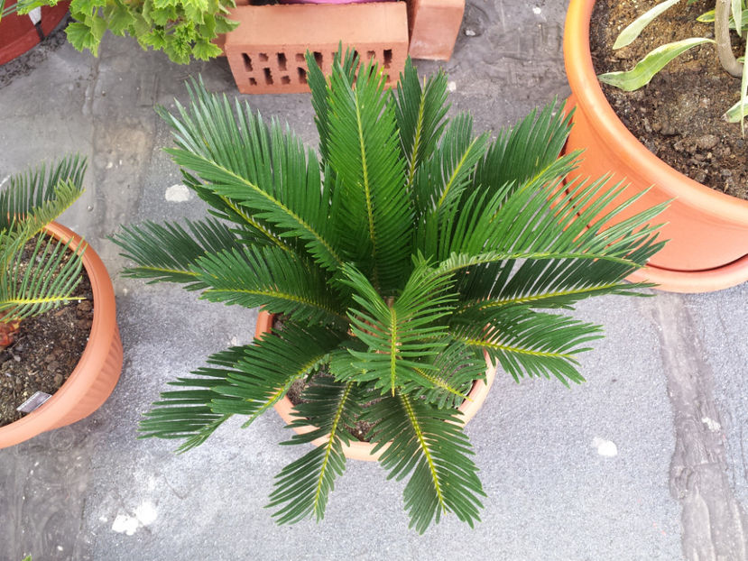  - Cycas Revoluta - 2018 - 2019