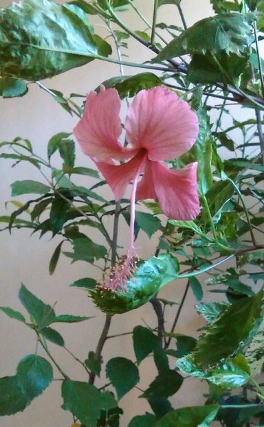  - Hibiscus Cooperii Show Queen