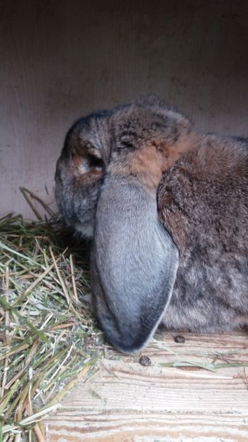  - Mascul 7 Agouti