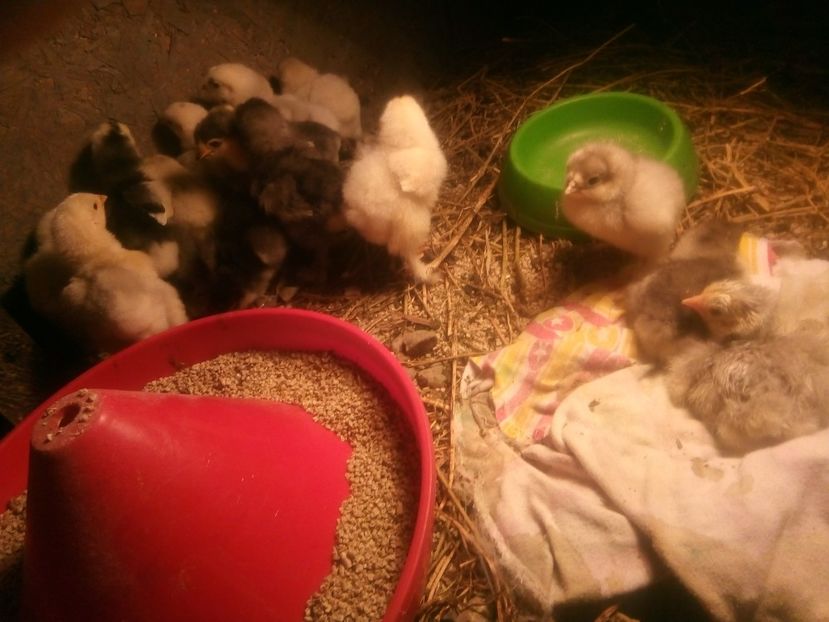  - Puisori brahma albastru de vanzare