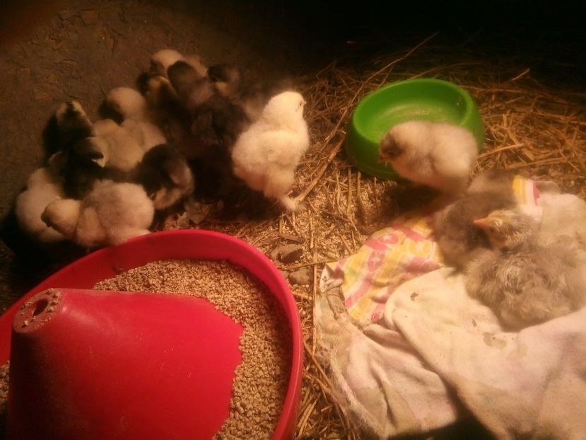  - Puisori brahma albastru de vanzare