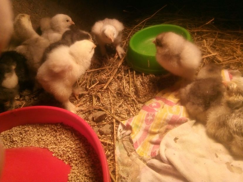  - Puisori brahma albastru de vanzare