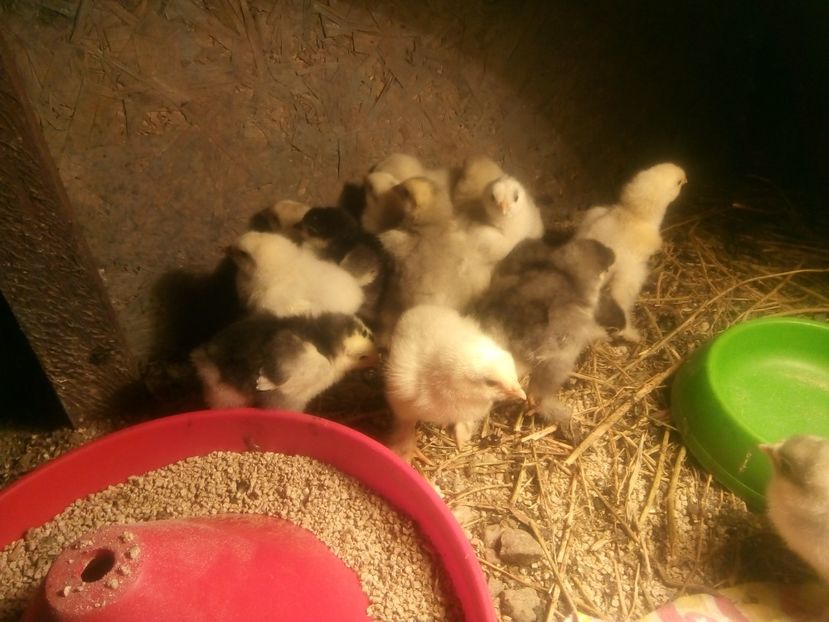  - Puisori brahma albastru de vanzare