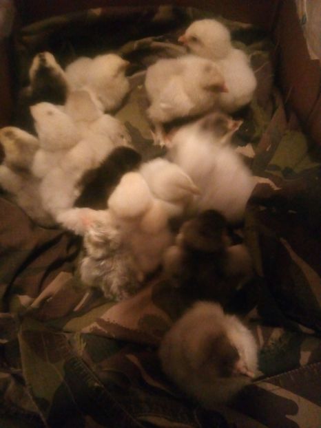  - Puisori brahma albastru de vanzare