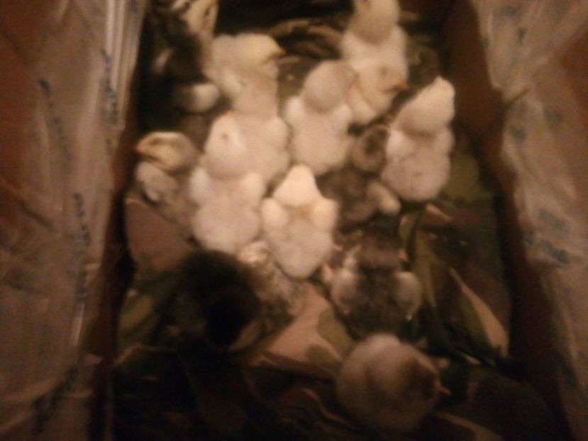  - Puisori brahma albastru de vanzare