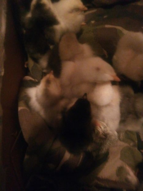  - Puisori brahma albastru de vanzare