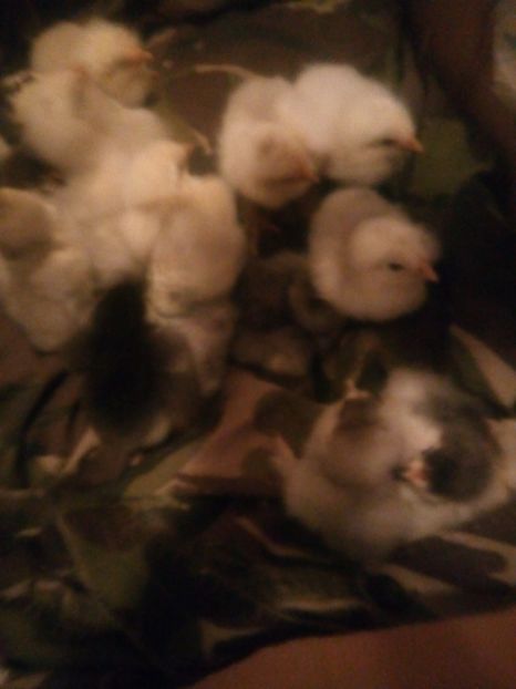  - Puisori brahma albastru de vanzare