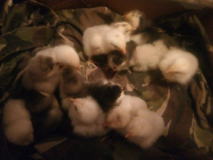  - Puisori brahma albastru de vanzare