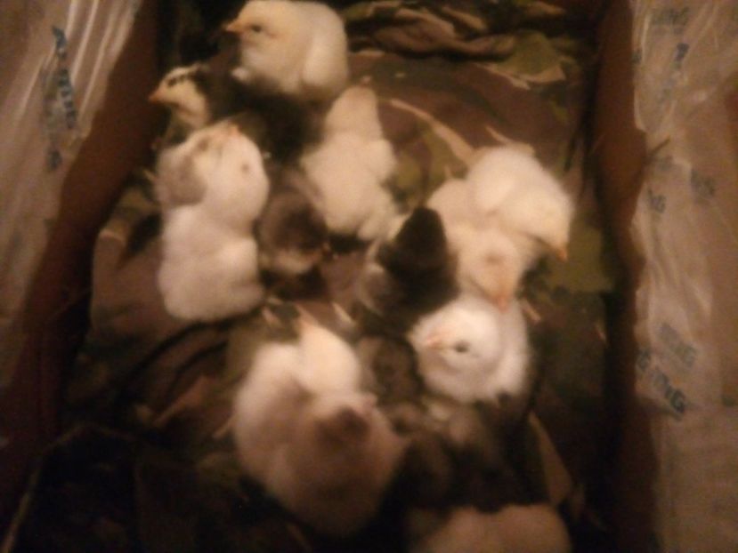  - Puisori brahma albastru de vanzare