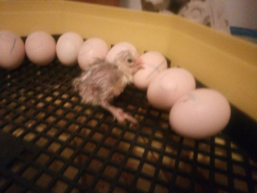  - Puisori brahma albastru de vanzare