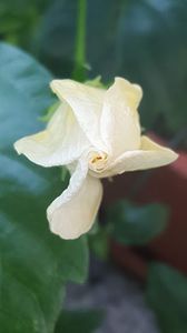  - iunie-iulie-august