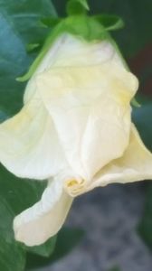  - iunie-iulie-august