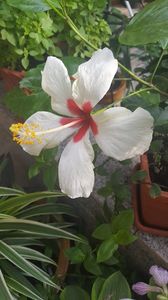  - iunie-iulie-august