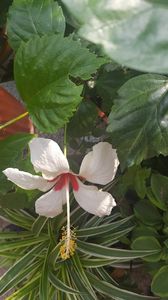  - iunie-iulie-august