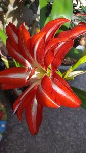  - iunie-iulie-august