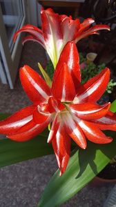  - iunie-iulie-august