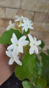  - iunie-iulie-august